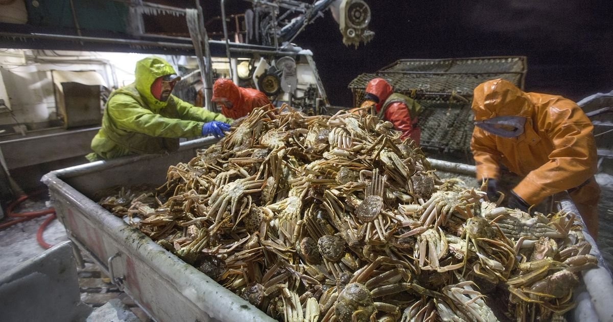 Valuable crab populations in Alaska’s warming Bering Sea waters are in a ‘very scary’ decline
