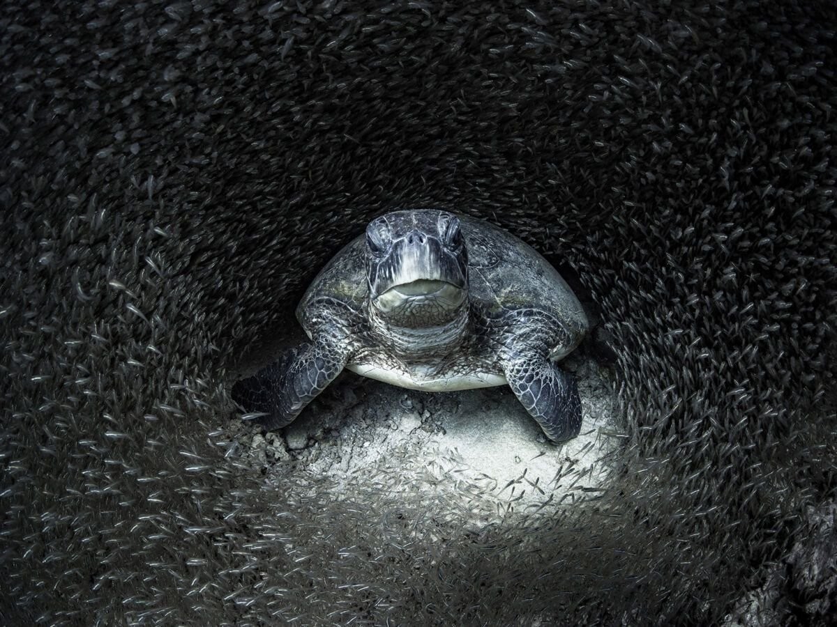Breathtaking images from the 2021 Ocean Photography Awards