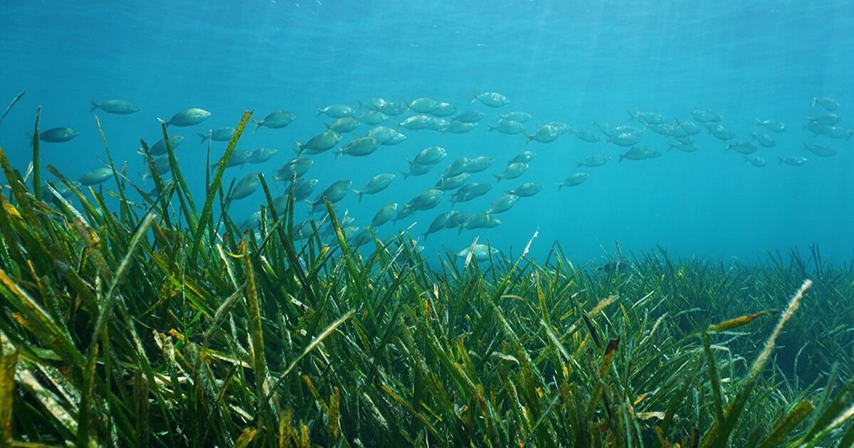 U.K. Divers Plant Five Acres of Seagrass Seeds to Restore Vital Habitats