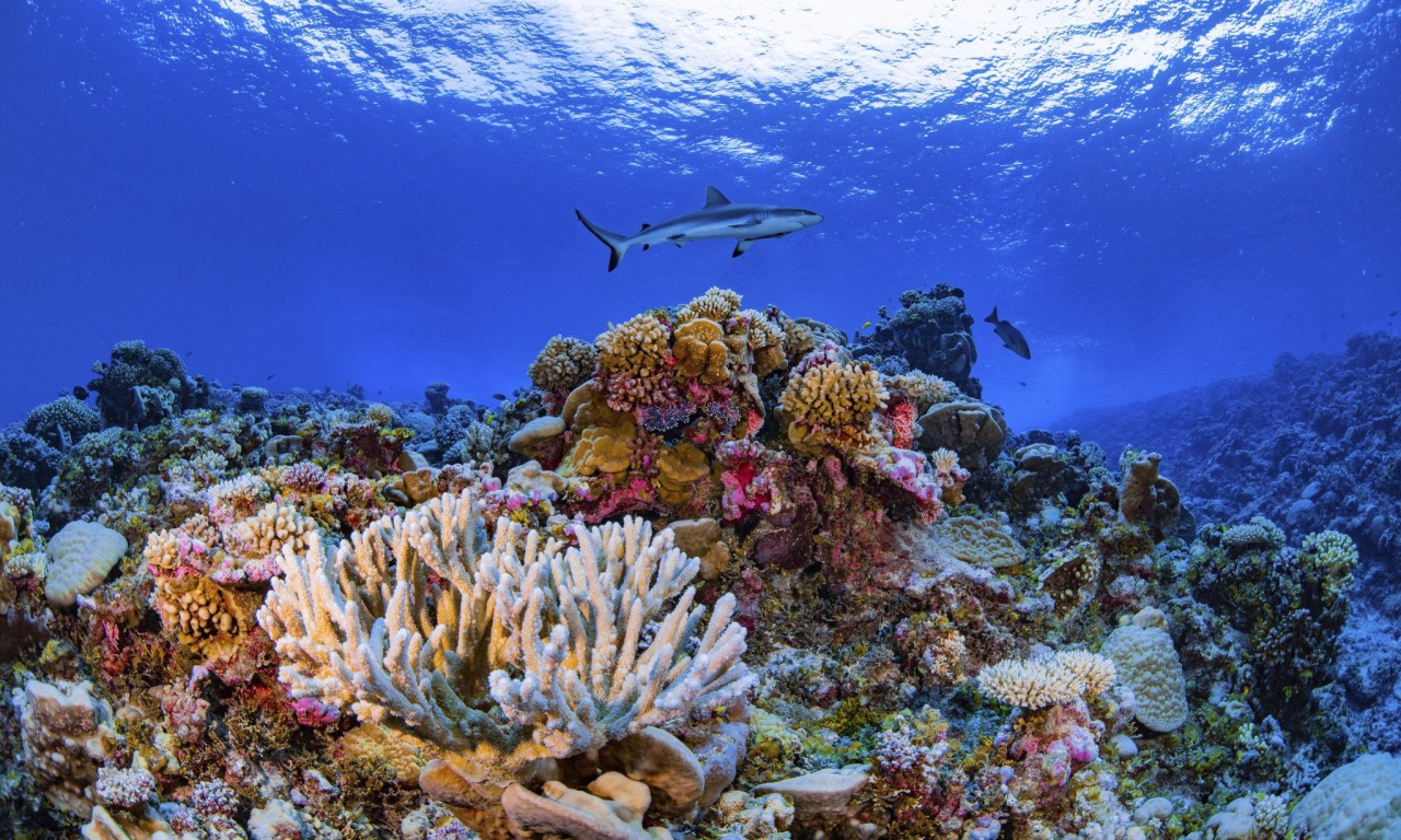 14% of world’s coral lost in less than a decade, study shows