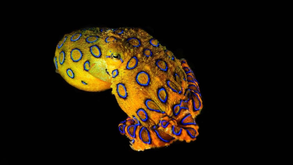 The Tiny Blue-ringed Octopus Is the Ocean's Deadliest