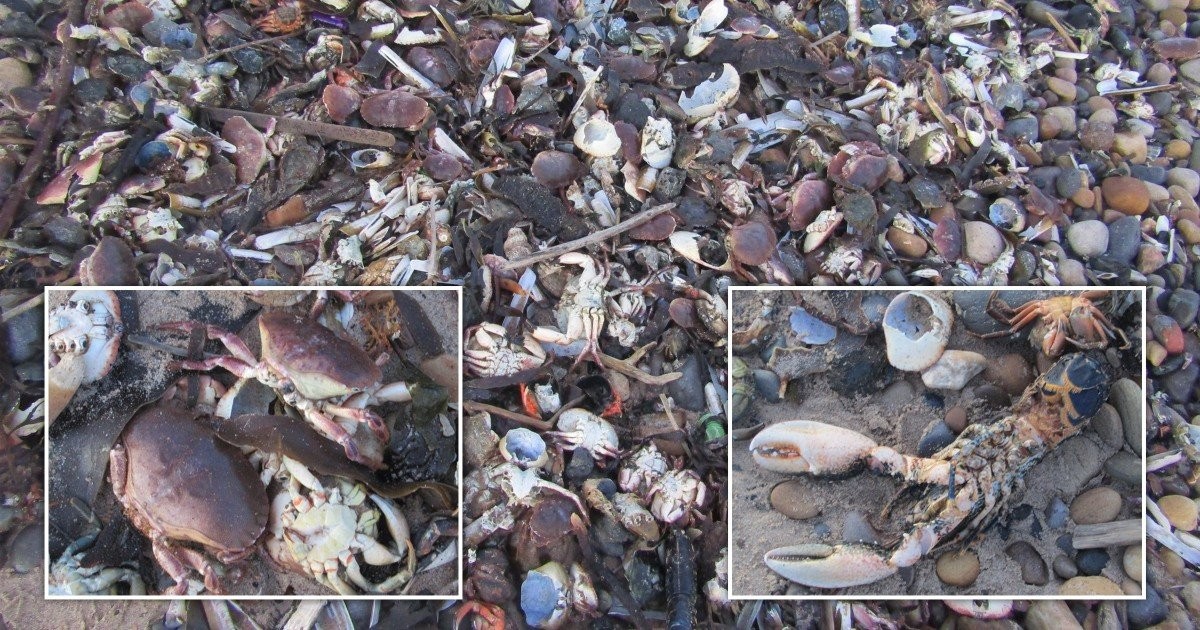 ‘More dead sea creatures than ever before’ washing up on stretch of UK coast
