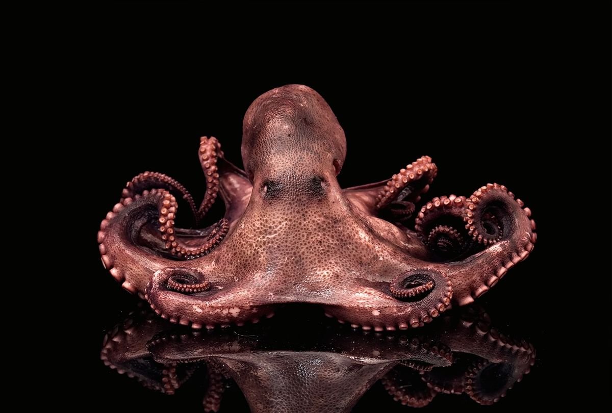 Scientists peered into an octopus' brain — and were astonished at what they saw