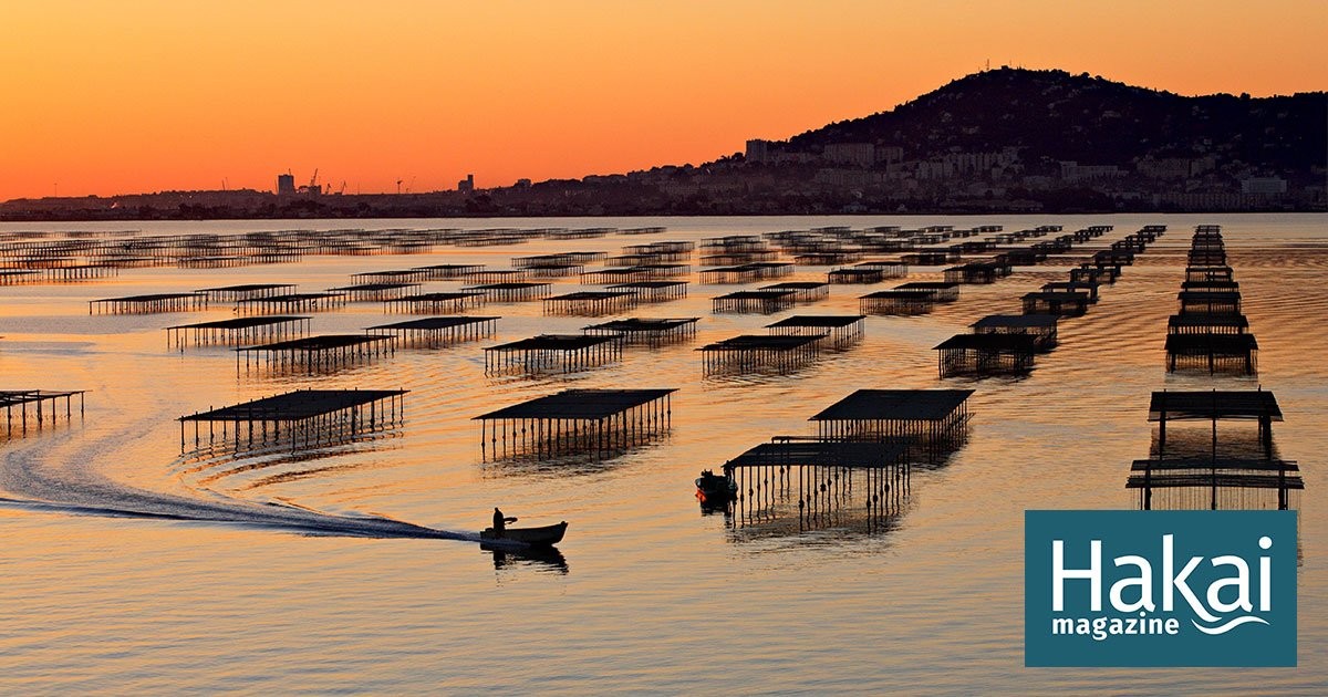 Thousands of Tonnes of Shellfish Have Died in Southern France | Hakai Magazine