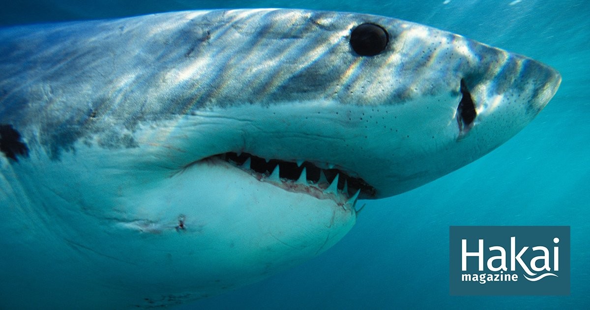 Are We Overvaluing Reef Sharks? | Hakai Magazine