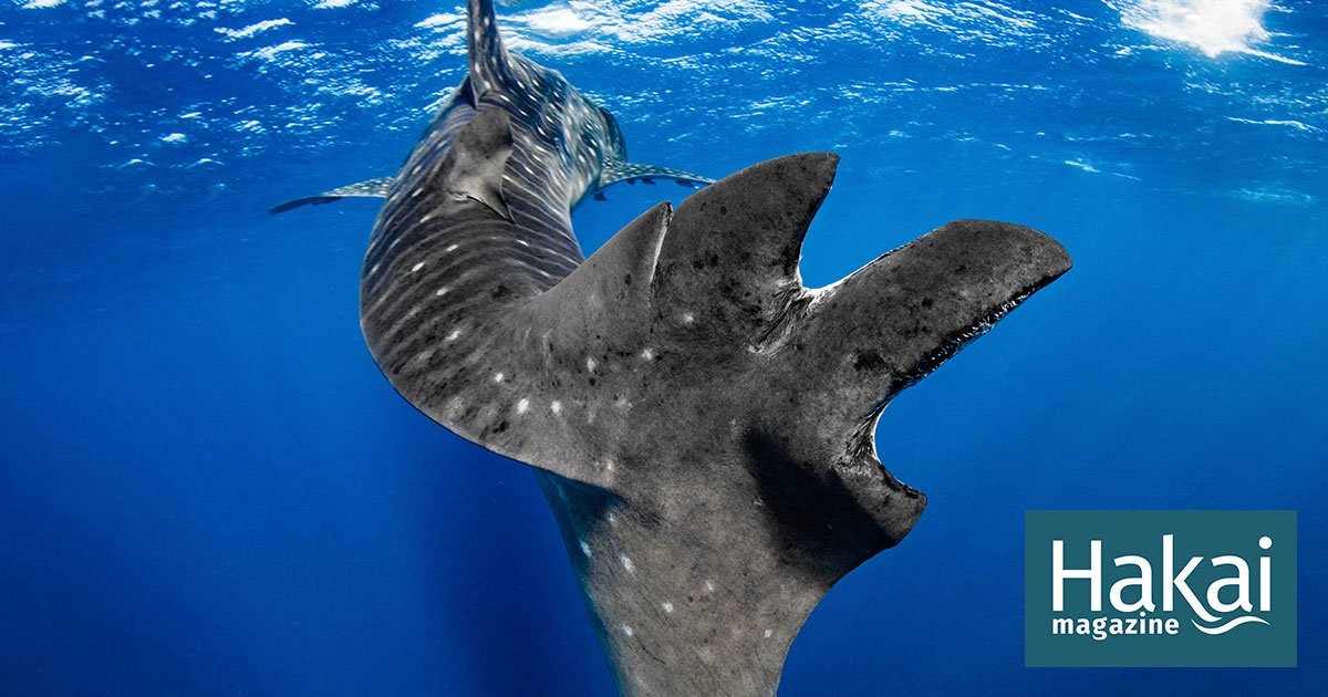 For World’s Biggest Shark, Ship Strikes an Increasing Problem | Hakai Magazine