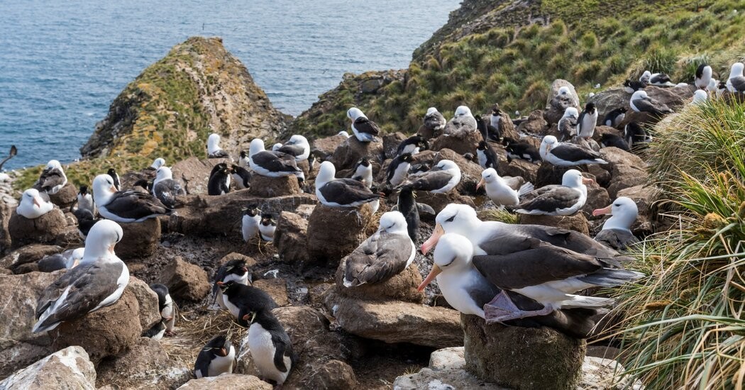 Climate Change Driving Some Albatrosses to ‘Divorce,’ Study Finds