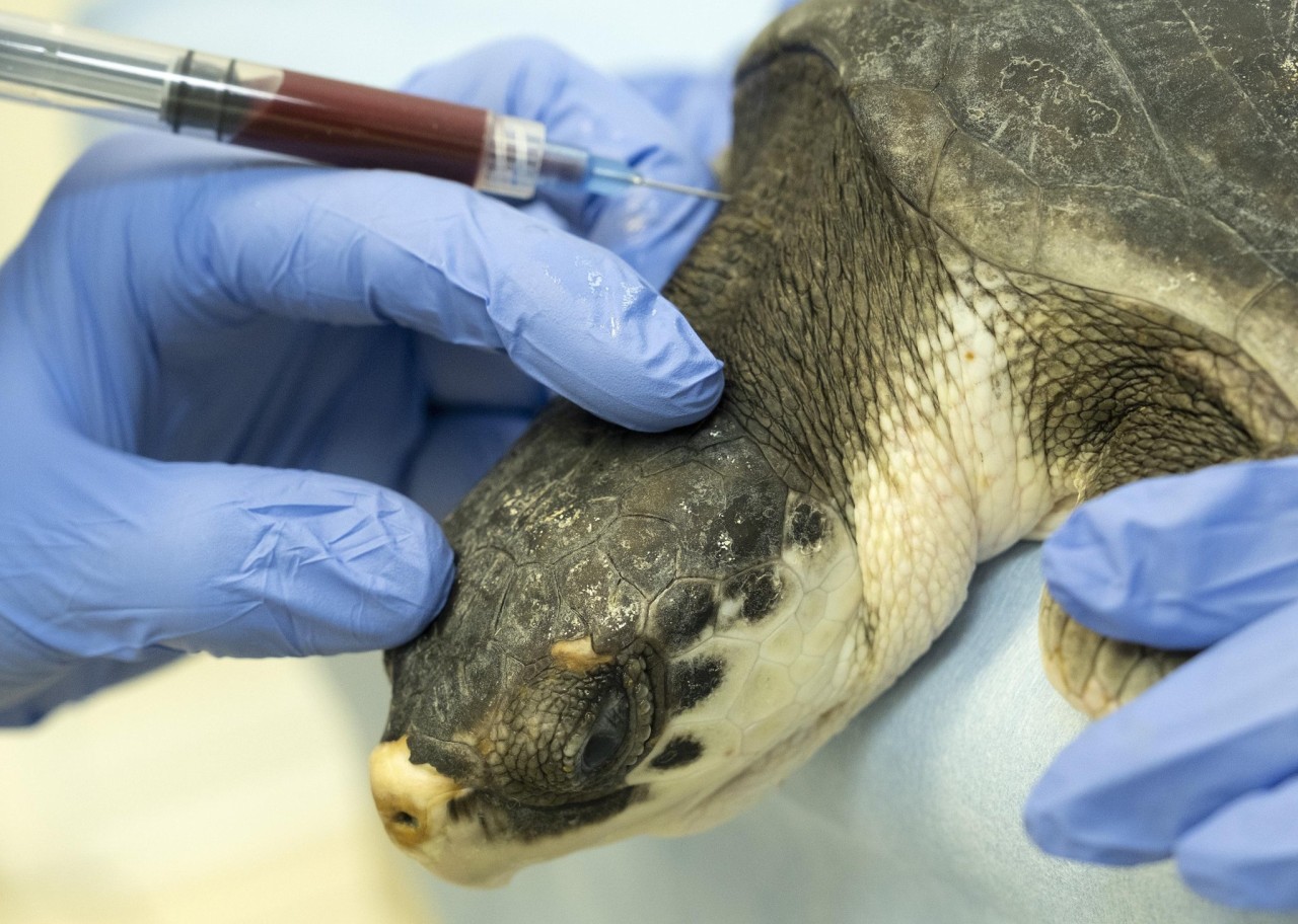 20 endangered sea turtles flown to Florida to avoid freezing | AP News