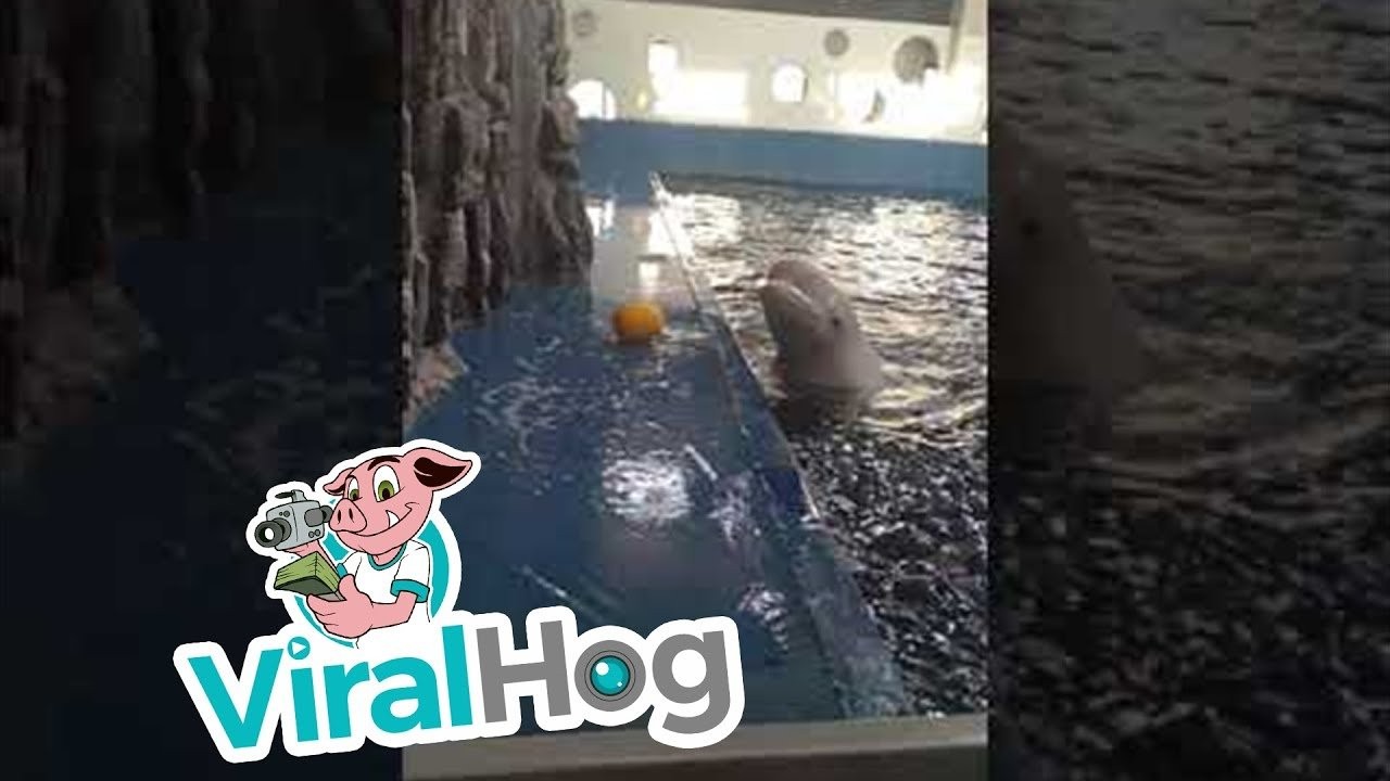 Beluga Whale Uses Hydro Blast to Retrieve Toy || ViralHog