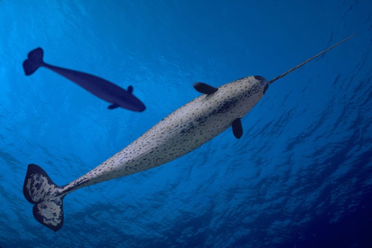 Sounds from Human Activity Highly Disruptive to 'Unicorns of the Sea' - EcoWatch