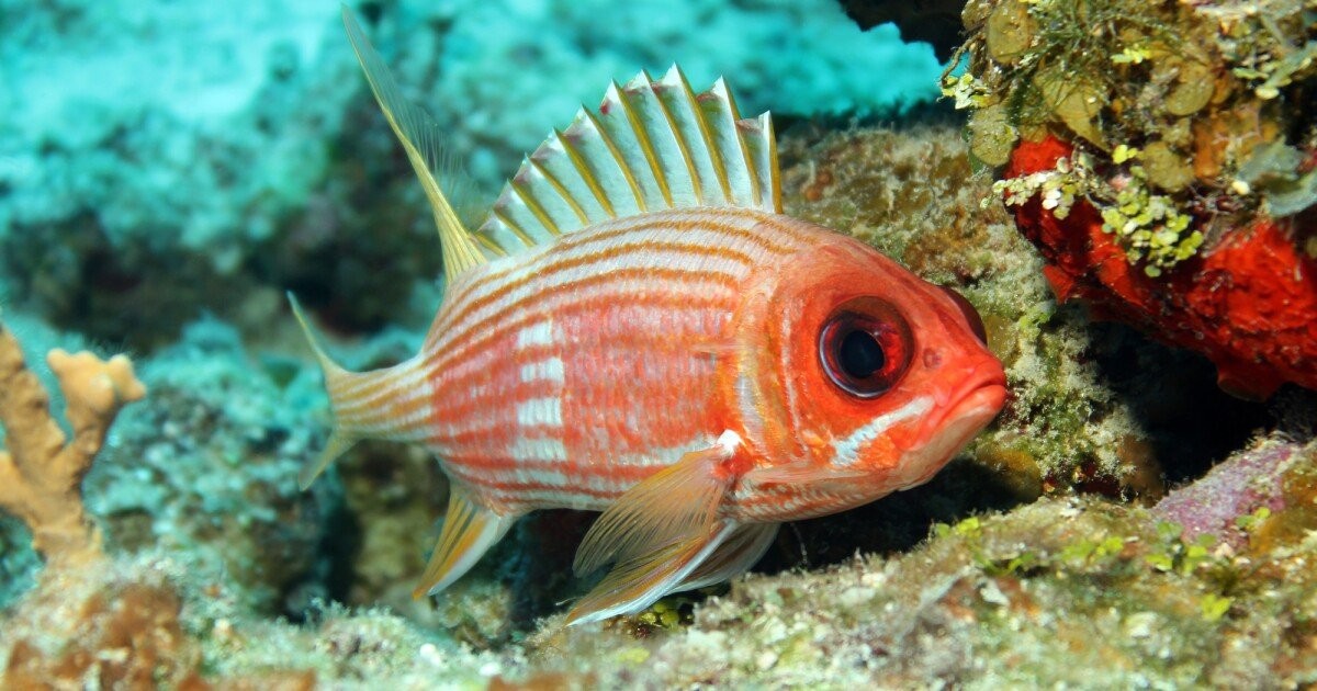 Study suggests that most fishes communicate with sound