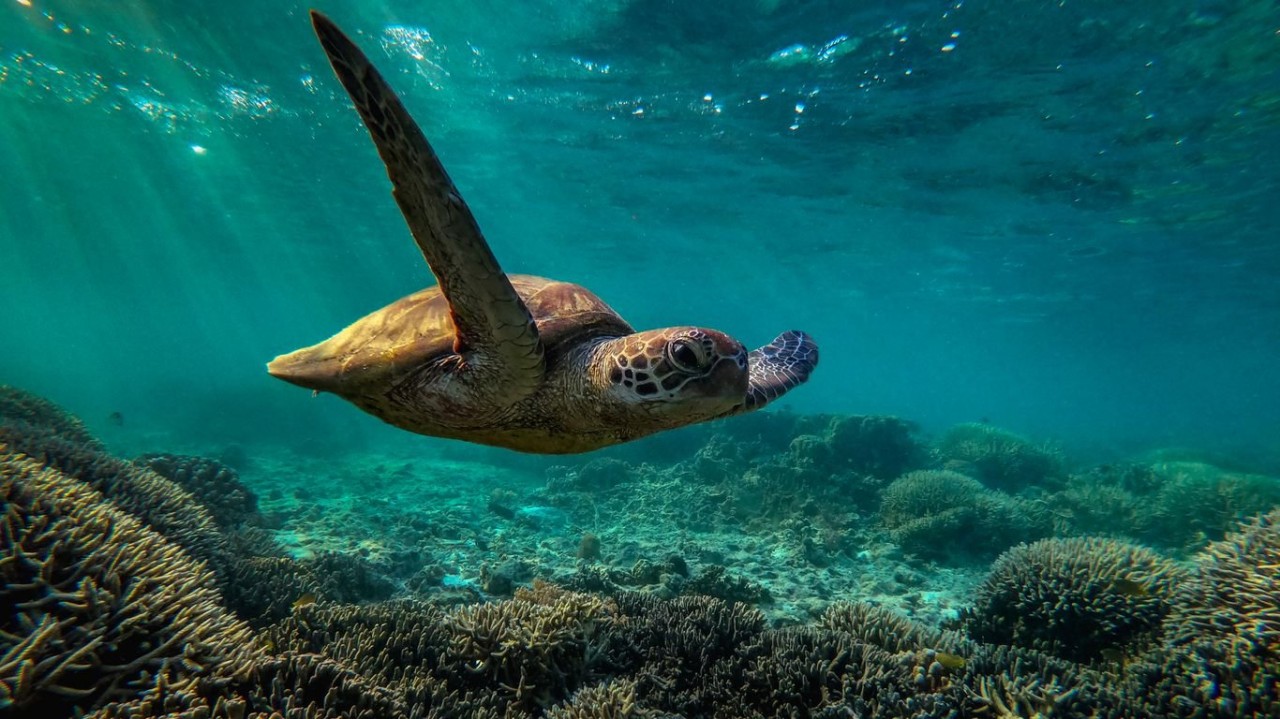 Australian PM pledges $700M for climate change-threatened Great Barrier reef