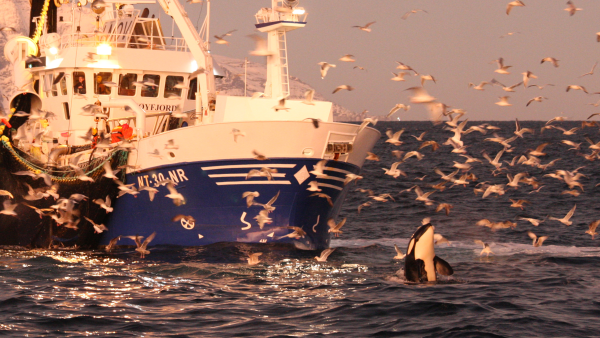 Crafty Orcas Are Teaching Each Other How To Steal From Fisheries