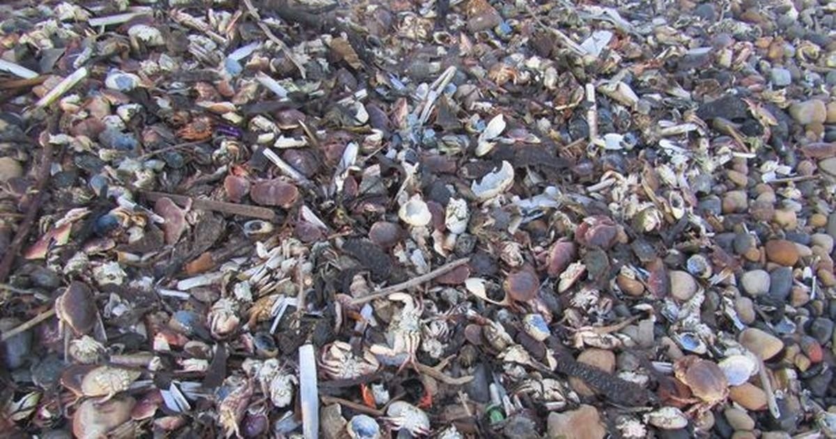 Cause of massacre with piles of sea creatures on Yorkshire beaches found