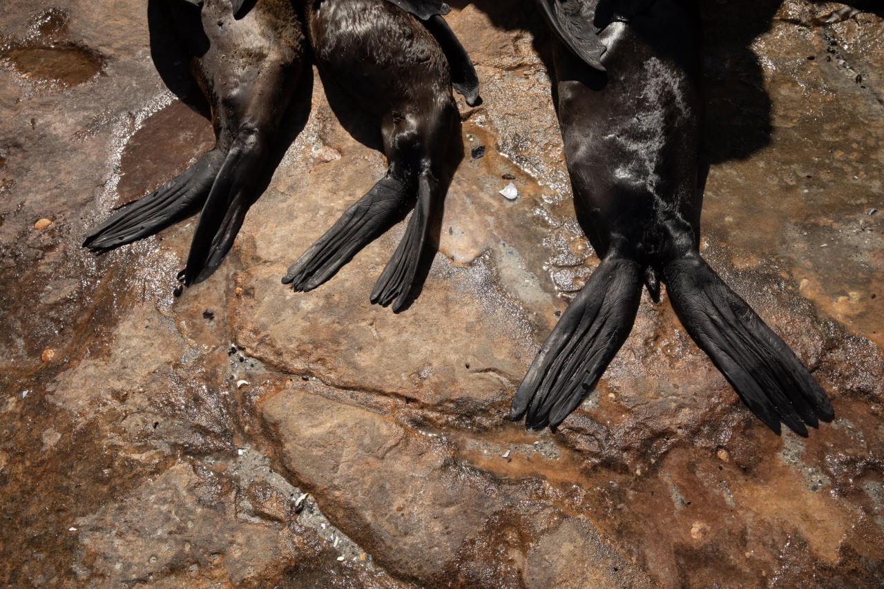 Seals are dying in droves along South Africa’s coast. What’s killing them remains a mystery.