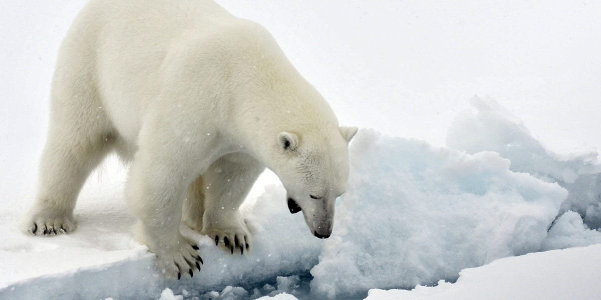 UN report warns of climate-related mass extinctions, including the disappearance of penguins and polar bears