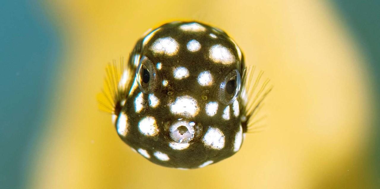 Dive in and Meet the Winners of the Internet's Most 'Competitive' Underwater Photo Contest