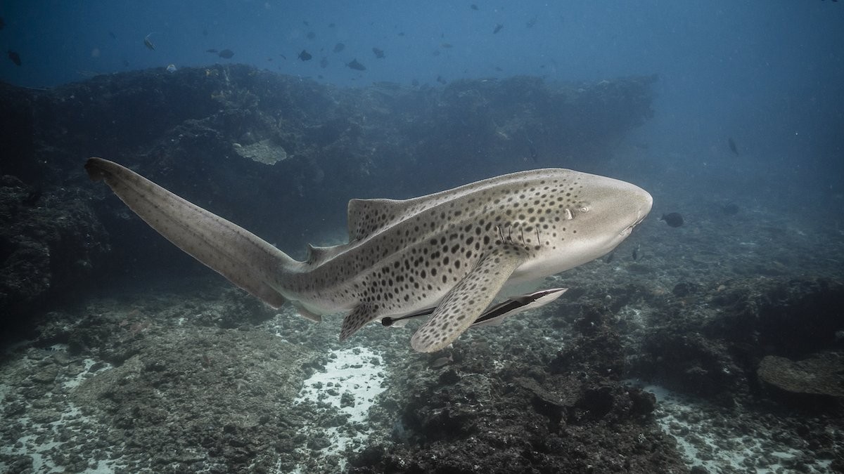 Meet Our Ocean’s Zebra Sharks