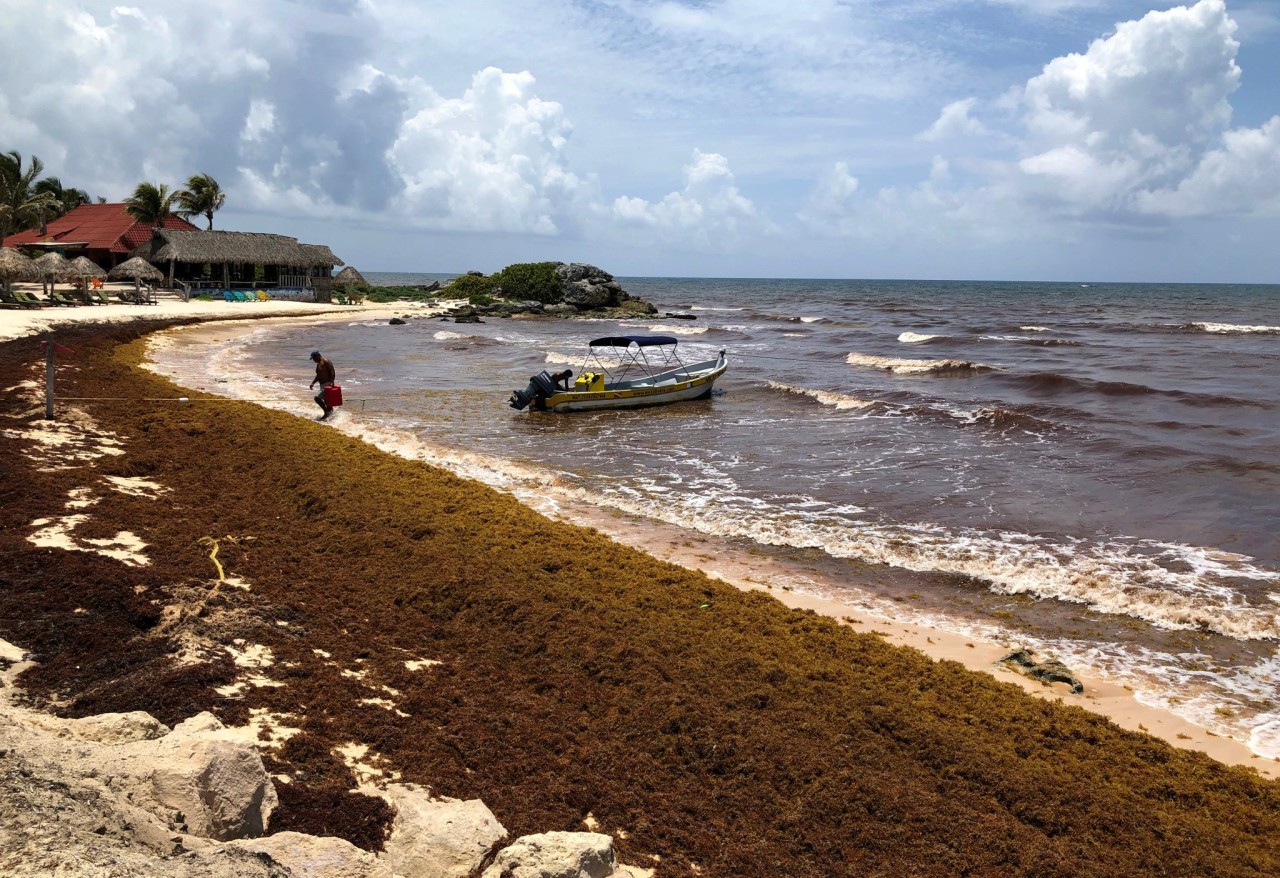 Cancun and the rest of the Mexican Caribbean battle a sargassum seaweed invasion