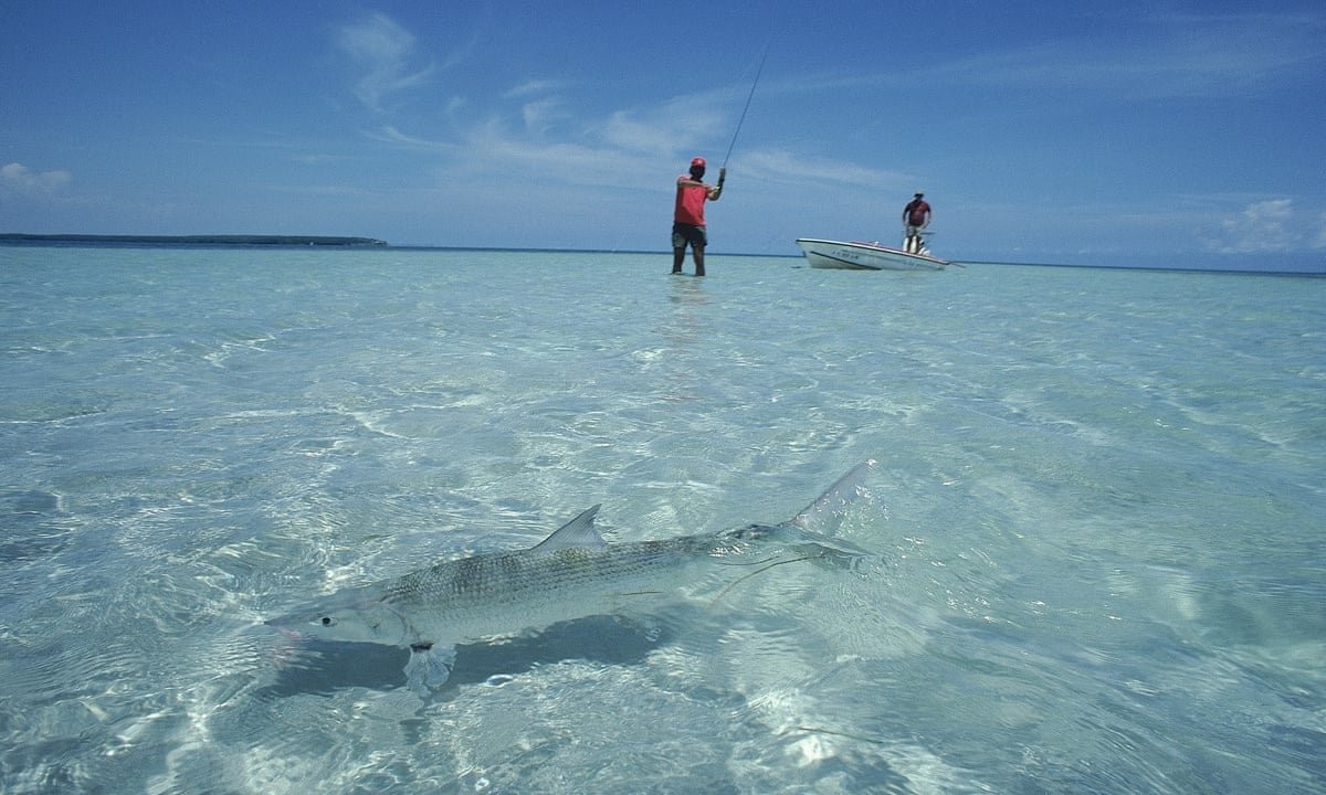 Fish on drugs: cocktail of medications is ‘contaminating ocean food chain’