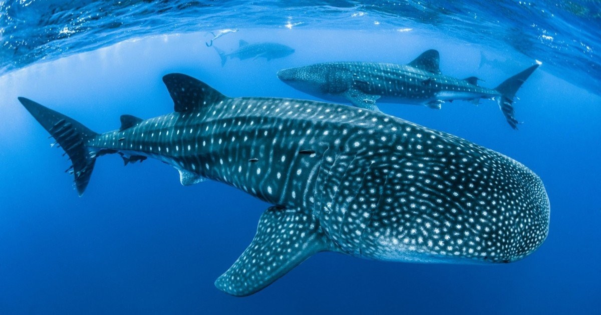 Whale sharks are dying in large numbers and now we know why