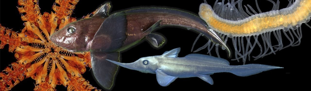 The Oceans Are Teeming with Unknown Species