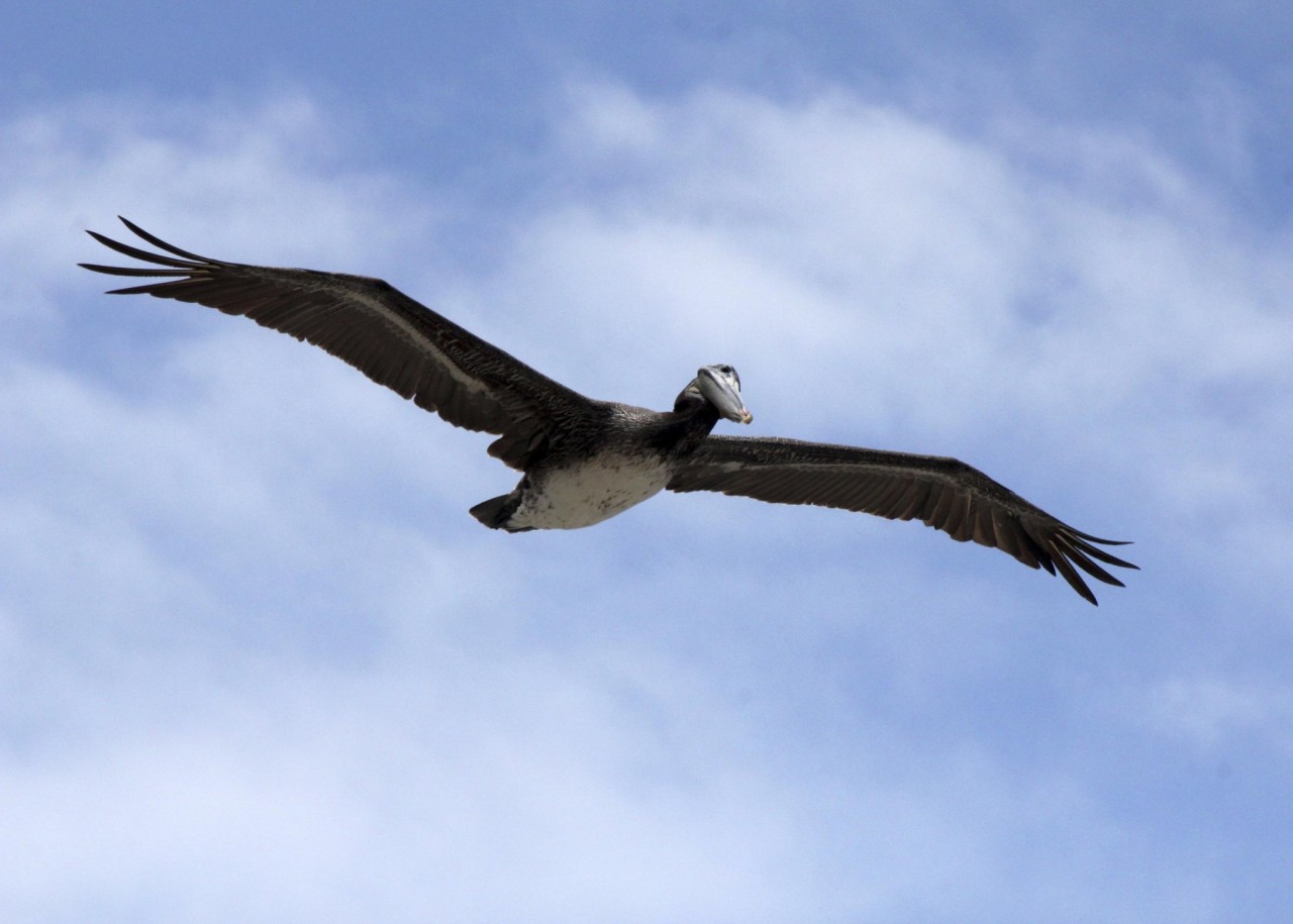 California investigating sick and dying brown pelicans