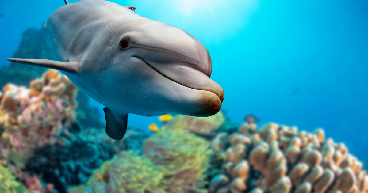 Red Sea Research Indicates Dolphins Use Corals for Skincare