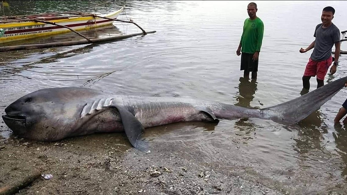 An extremely rare 15-foot megamouth shark has washed ashore