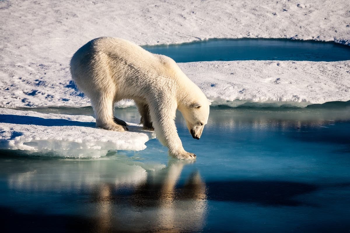 Polar bears found hunting without sea ice raise hope species could survive climate crisis