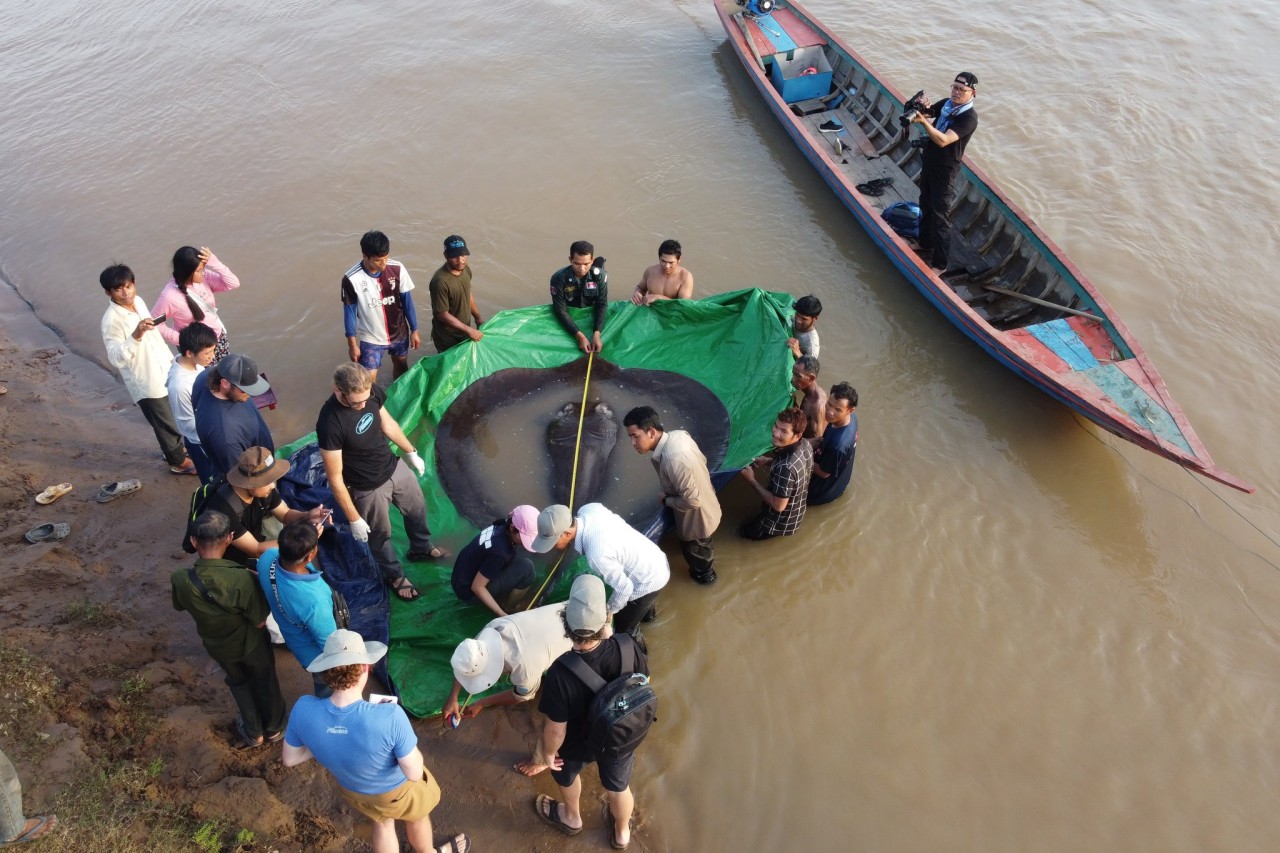 Cambodian catches world's largest recorded freshwater fish