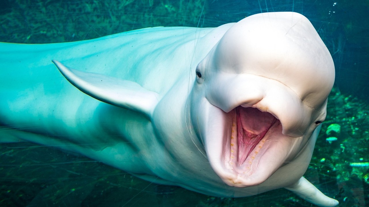 The Reason Scientists Say Beluga Whales Can Communicate With Humans