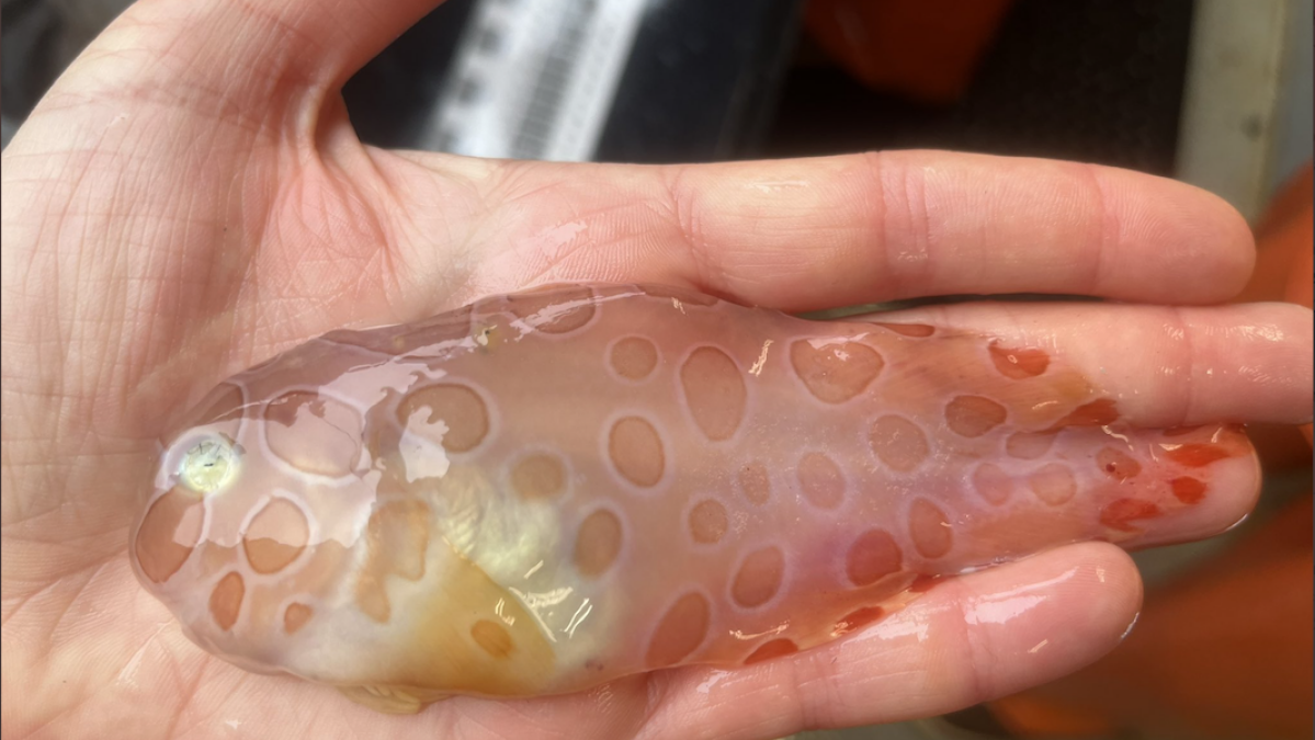 Deep sea scientists find strange, transparent fish on ocean expedition