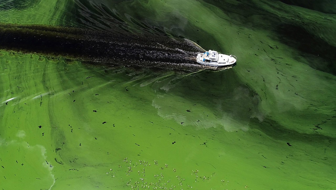 CDC Warns Public to Avoid the Toxic Algae “Blooming” in Warming Waters