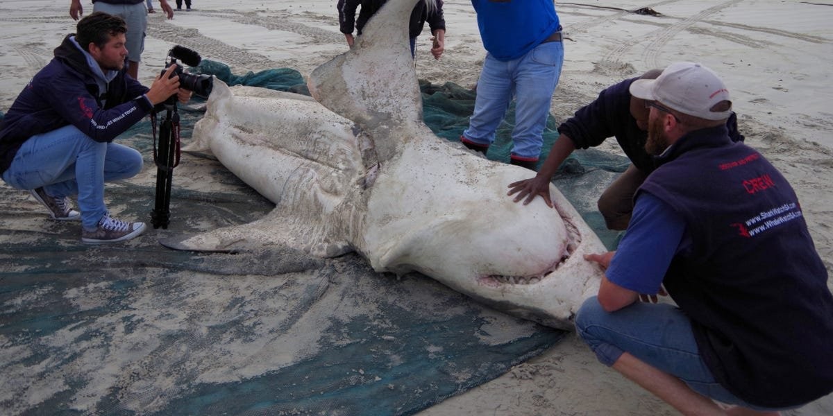 A pair of orcas are hunting great white sharks to eat their livers, causing the species to flee the coast of South Africa