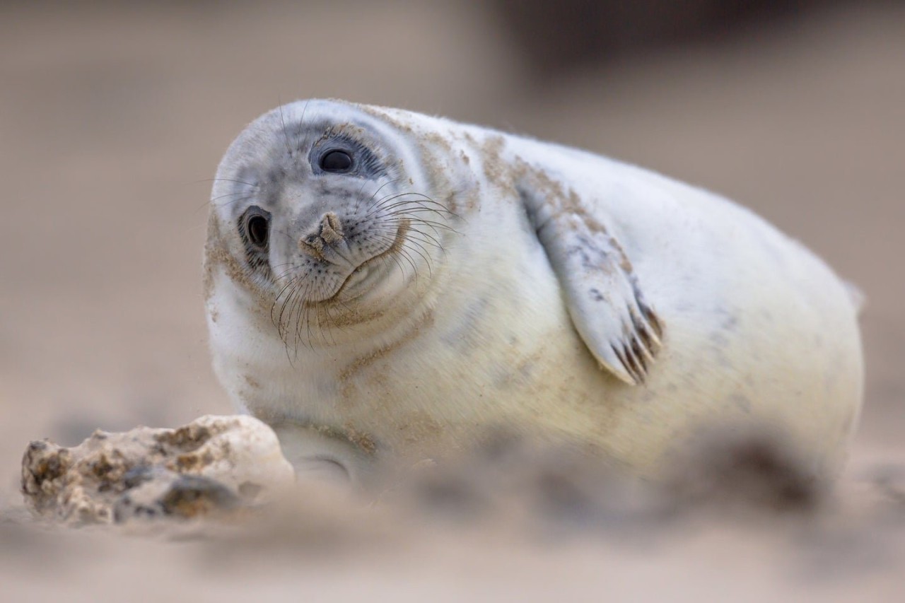 Facial recognition works on seals. No, really.