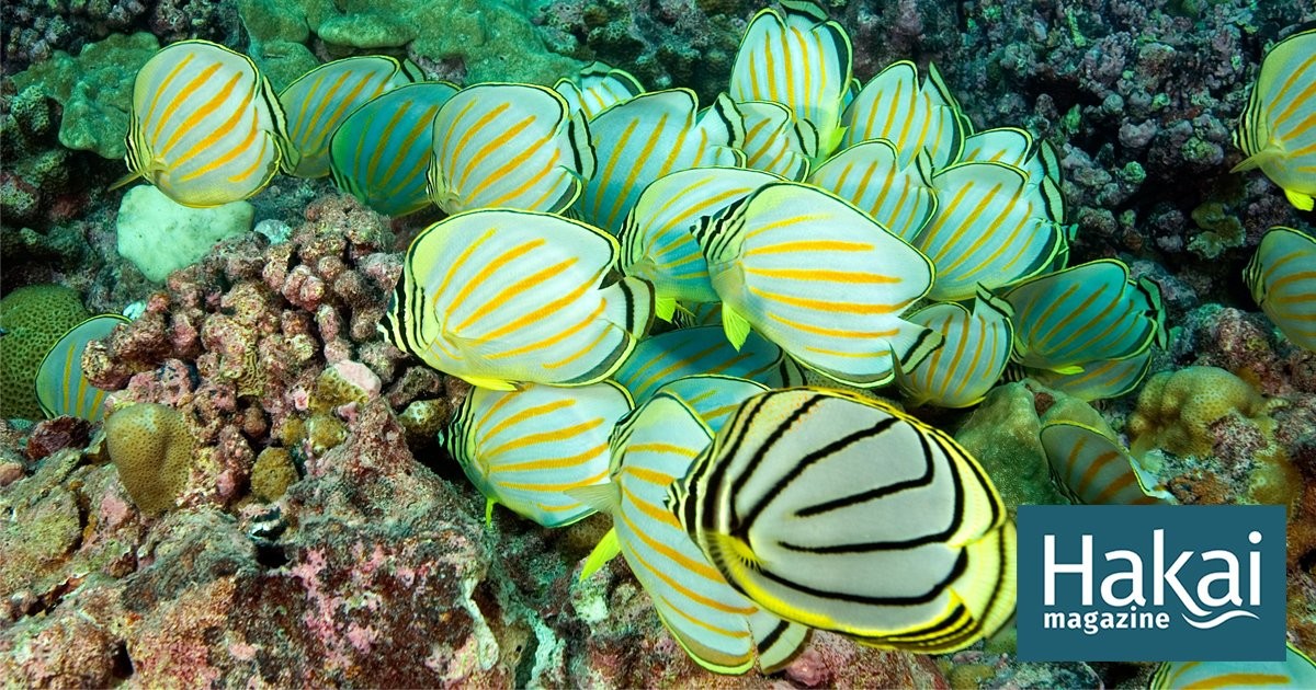 How Fish Poop Might Help Corals Overcome Bleaching