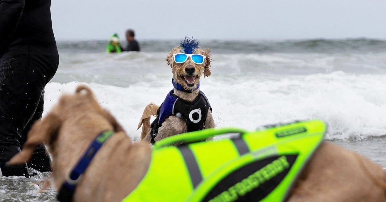 Frothy Dogs For Some Good Pups: Photos From The World Dog Surfing Championship