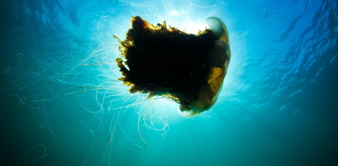 Jellyfish alert: increased sightings signal dramatic changes in ocean food web due to climate change