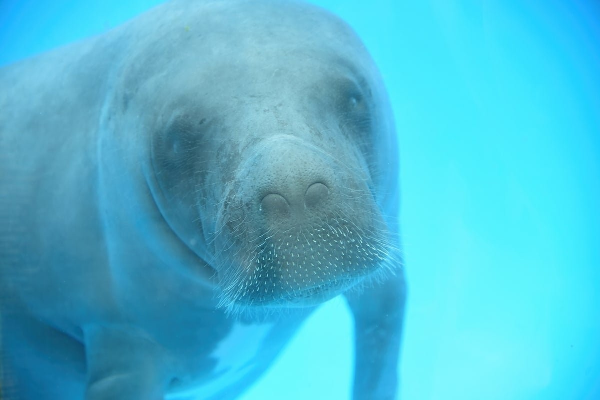 Tico the Manatee Rescued After Epic Journey of 2,500 Miles