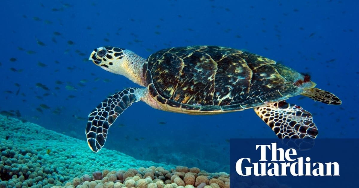 More than 1.1m sea turtles illegally killed over past 30 years, study finds