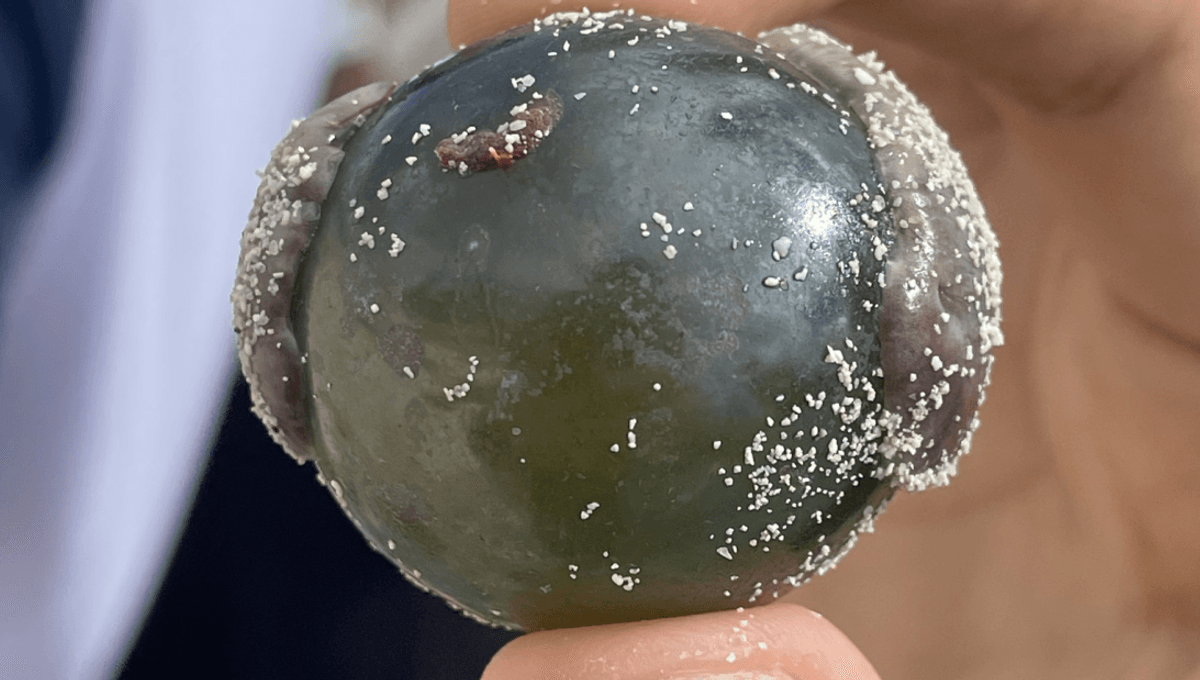This “Sailor’s Eyeball” Blob Is One Of The Largest Single-Celled Organisms On Earth
