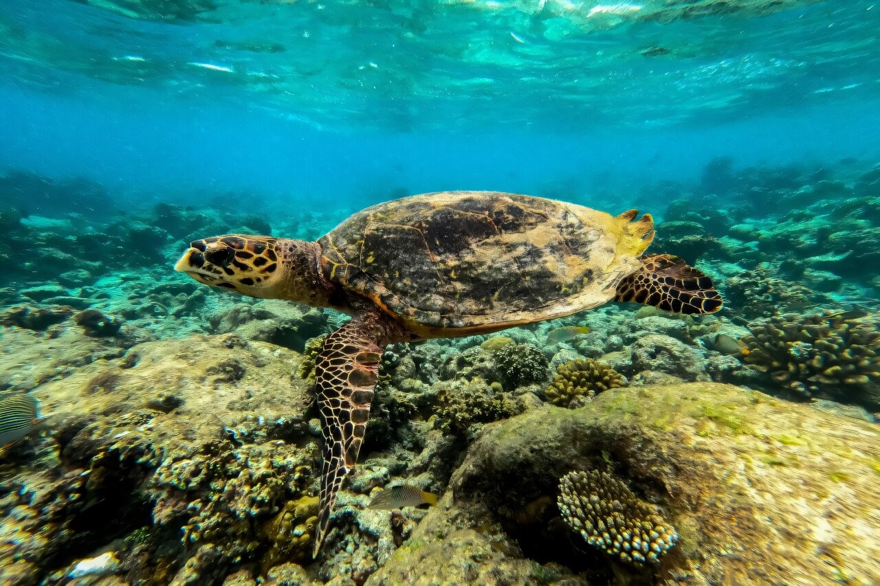 Oceans feel the heat from human climate pollution