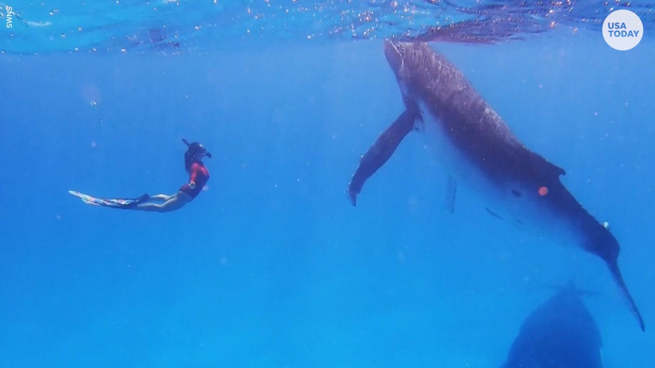 Couple captures stunning, up-close encounter with a group of humpback whales