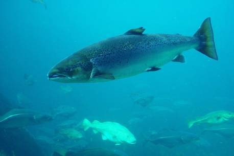 LETTER: No wonder wild salmon are at risk | The Telegram