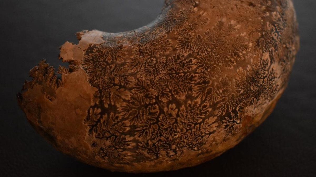 See the Fractal-Like Shells of Ammonites Like Never Before