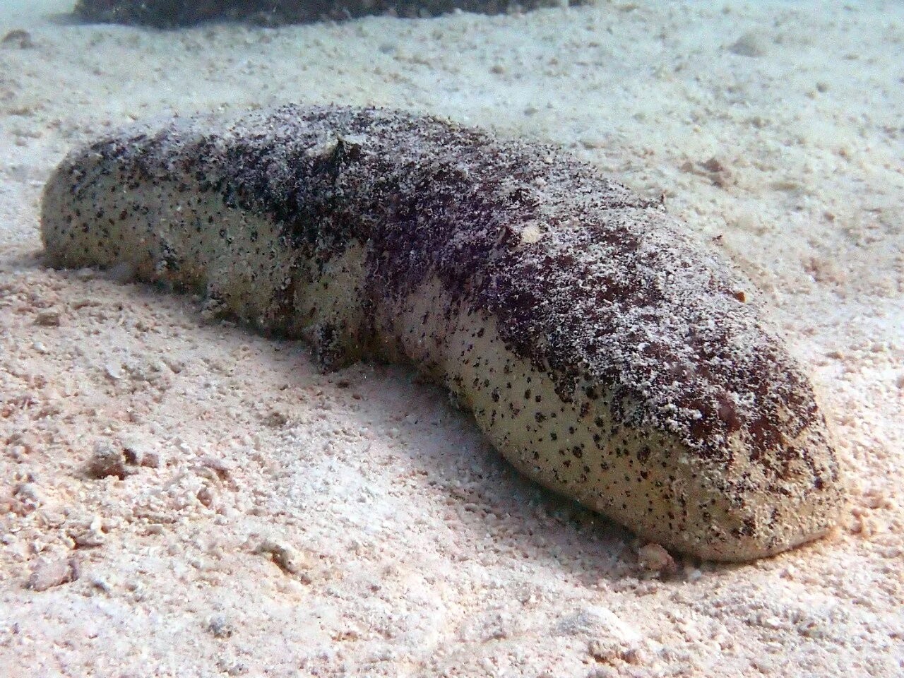 Endangered delicacy: Tropical sea cucumbers in trouble