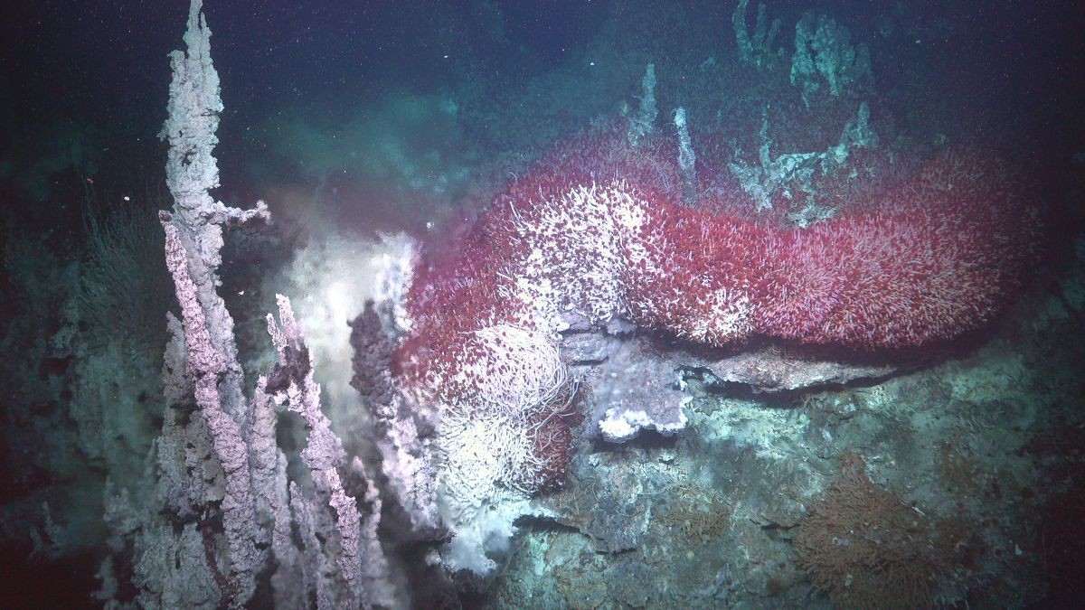 Wonderland of iridescent worms and hydrothermal vents found off Mexican coast