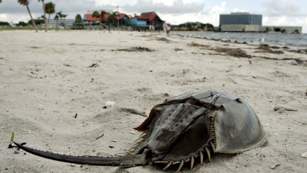 Charles River loses a battle over harvesting horseshoe crabs for testing