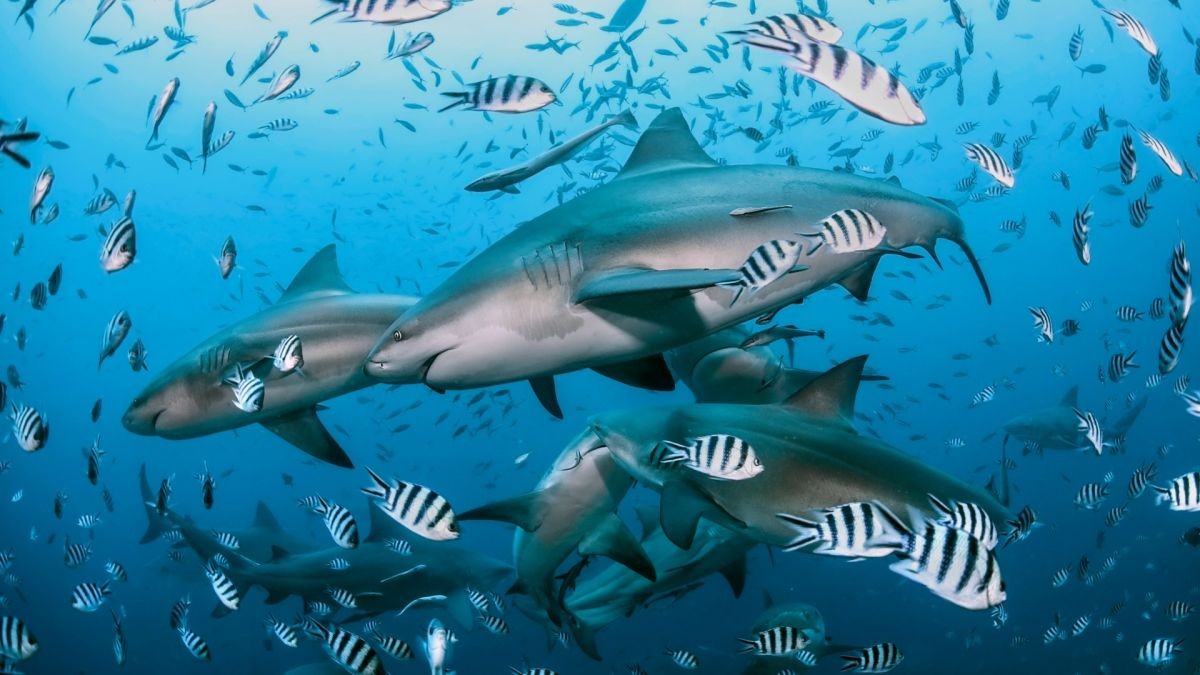 Sharks are older than the dinosaurs. What's the secret to their success?